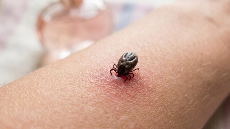 Ghid cuprinzător: Cum să acționezi după o mușcătură de căpușă și cum să te protejezi de boala Lyme