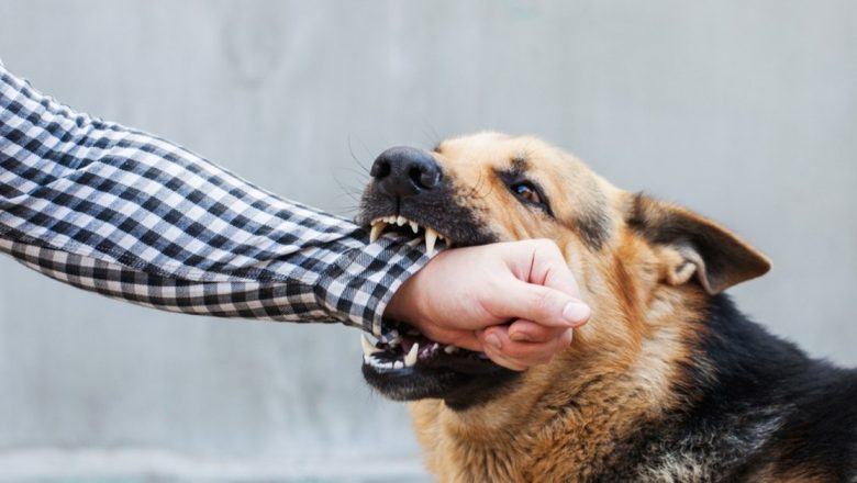 Ghid complet: Ce trebuie să faci în cazul unei mușcături de câine