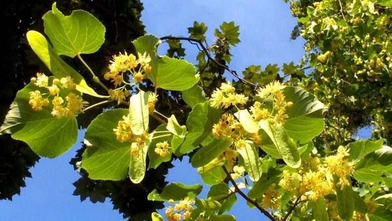 Ghid complet pentru culegerea și uscarea florilor de tei: păstrarea proprietăților terapeutice
