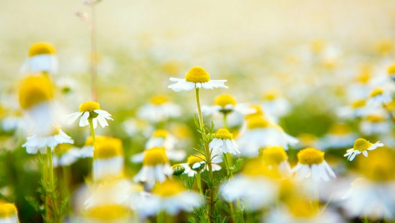 Secretele recoltării plantelor medicinale în luna iulie: Beneficii, reguli și riscuri